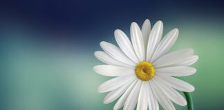 Jak zrobić biały tynk do tortu?