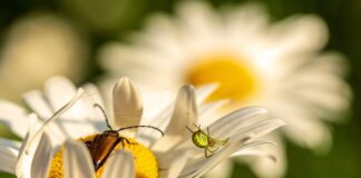 W jakich krajach nie ma pająków?