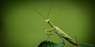 Czy modliszka przeżyje zimę? Czy modliszka przeżyje zimę?