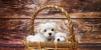 Jak przewozić maltańczyka w samochodzie?