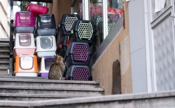 Jaki transporter dla Maltańczyka?