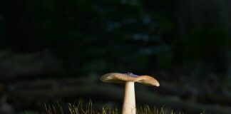 Co zamiast płyty HDF?