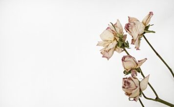 Jak zrobić zielnik na parapecie?