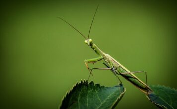 Czy modliszka może ugryźć?