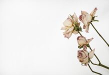 Kiedy zakładać zielnik?