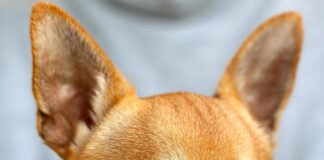 Czy chihuahua lubi ciepło?