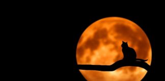 Dlaczego kotu śmierdzi z uszu?