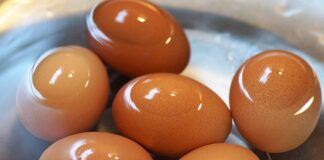 Jak schłodzić akwarium forum?