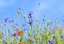 Jakie zioła są wieloletnie?