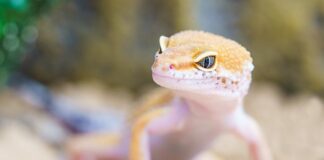 Co to jest śliski gekon?