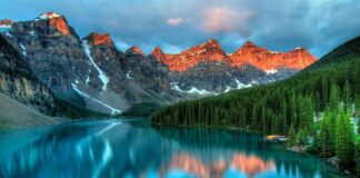 Jak usunąć kamień nazębny u psa domowym sposobem?