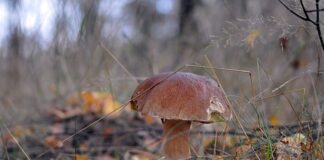 Ile kosztują prawdziwki w skupie?