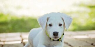 Jak powinna być założona obroża?