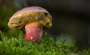 Ile kosztuje Borowik w skupie?