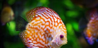 Ile żwirku do akwarium 100l?