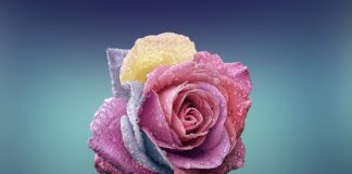 Czym się rożni płyn do zmiękczania od płynu do płukania?