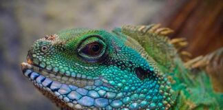 Z czego najlepiej zrobić terrarium?