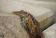 Czy gałęzatka jest szkodliwa?