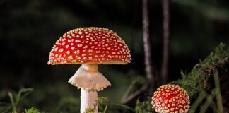 Czy można zatruć się grzybami jadalnymi?