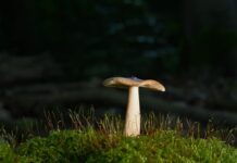 Co dać zamiast płyty OSB?