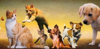 Dlaczego psy nie lubią się kąpać? Dlaczego psy nie lubią się kąpać?