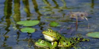 Jak stworzyć paludarium?