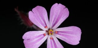 Co zrobić na śmierdzące bąki?