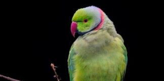 Jak założyć obroże dla kota?