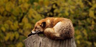 Kogo wybiera pies do spania?