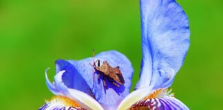 Czy straszyki latają?