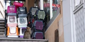 Czy warto kupić transporter dla psa?