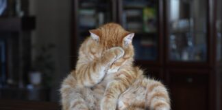 Czym zastąpić parówki?