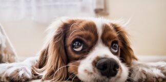 Po czym poznać że psa bolą zęby?