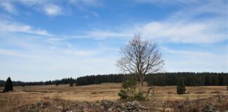 Czy do szczotki do kibla wlewa się wodę?