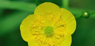 Ile kosztuje jeden patyczak?