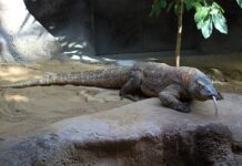 Jak wzmocnić komodę?