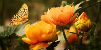 Jakie owady do terrarium?