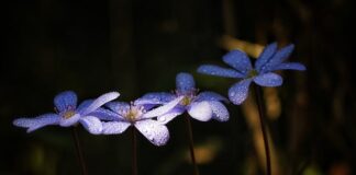 Czy zioła mogą uszkodzić wątrobę?