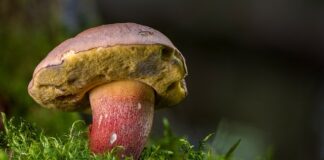 Ile kosztuje kilogram borowika szlachetnego?